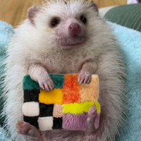 Purple Check Coin Pouch